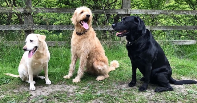 Three dogs outdoors, representing the dog-friendly welcome at Sanders Yard Bistro